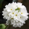 Primula denticulata white - abriachan nurseries